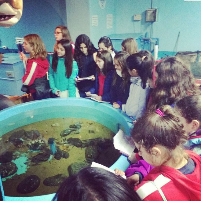 Visita 6èmes al Museo de Historia Natural de Valparaíso y al Acuario de Valparaíso.