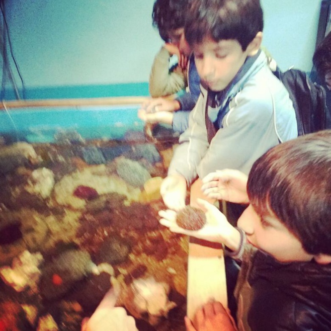 Visita 6èmes al Museo de Historia Natural de Valparaíso y al Acuario de Valparaíso.