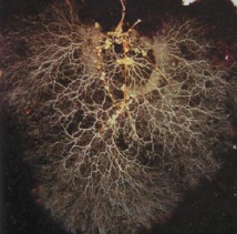 "Il faut cultiver notre jardin" - #LJDAenTransition "Il faut cultiver notre jardin" - #LJDAenTransition