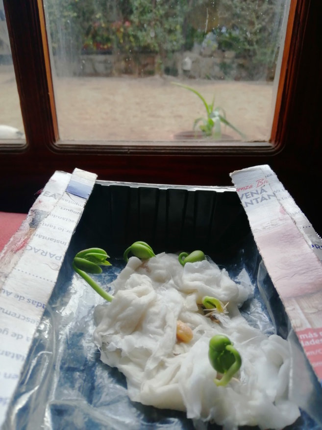 Expériences scientifiques des élèves de 6ème Expériences scientifiques des élèves de 6ème