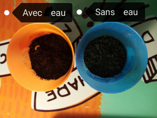 Expériences scientifiques des élèves de 6ème