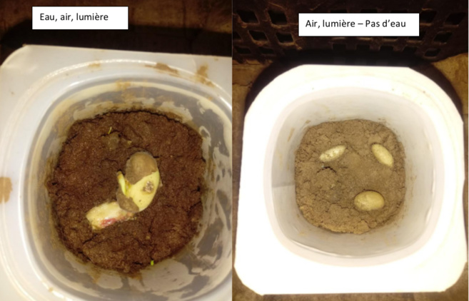 Expériences scientifiques des élèves de 6ème Expériences scientifiques des élèves de 6ème