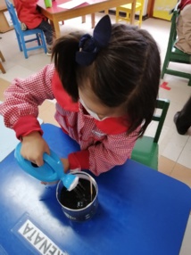 Observation du printemps - culture de la coriandre et de la ciboulette en M.S. Observation du printemps - culture de la coriandre et de la ciboulette en M.S.