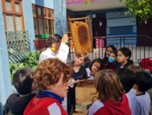 une immersion dans le monde des abeilles! une immersion dans le monde des abeilles!