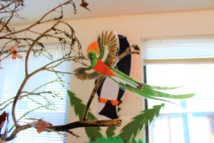 Exposition "Les Oiseaux" à la BCD Exposition "Les Oiseaux" à la BCD