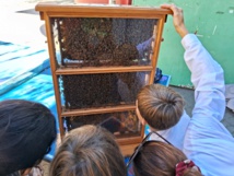 CM2 : Atelier d'Apiculture