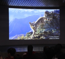 Alianza Gato Andino