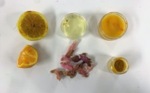 « BIO Art : une œuvre 100% recyclable » « BIO Art : une œuvre 100% recyclable »